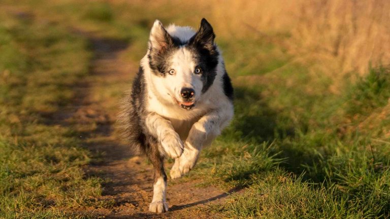 برنامه‌ای حول محور سگ فیلم «آناتومی یک سقوط» ساخته می‌شود