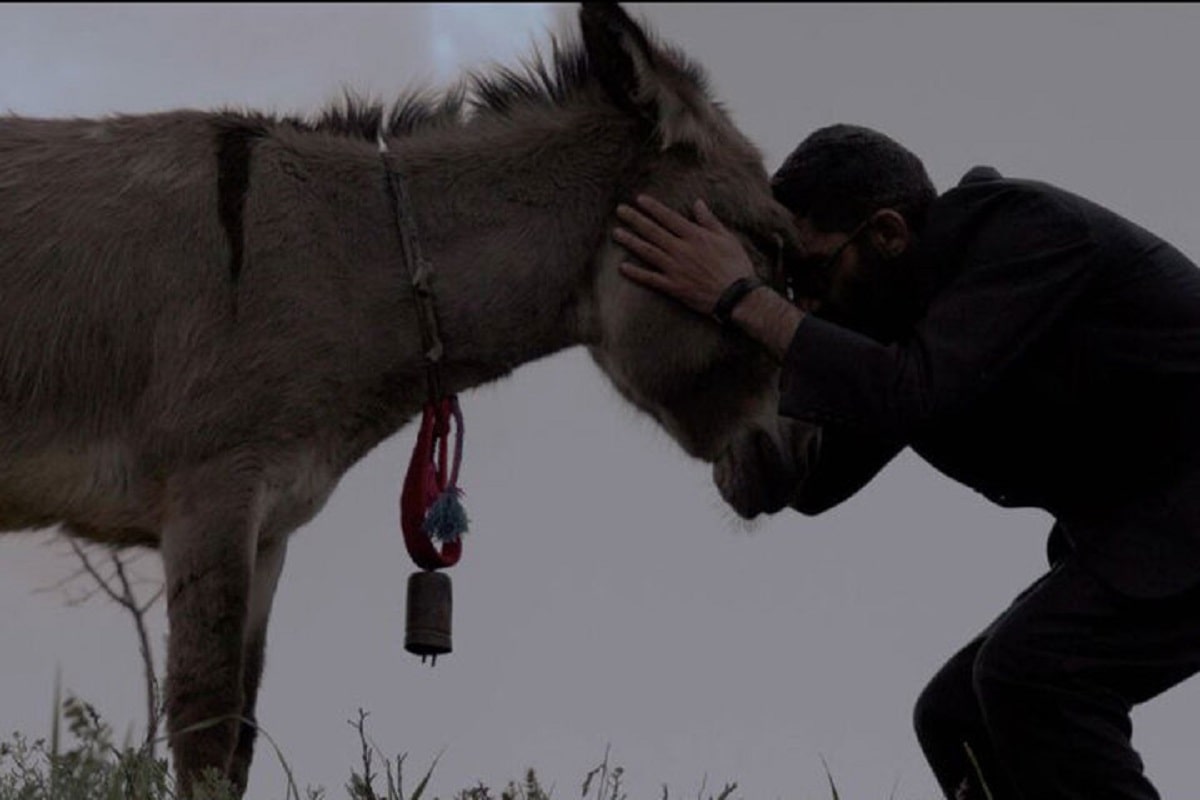 چرا کارگران کارخانه، خر یکی از روستاییان زنجانی را خوردند!
