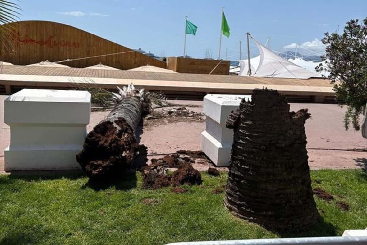 وحشت در بلوار کروآزت کن؛ سقوط درخت و مصدومیت یک نفر در اوج جشنواره