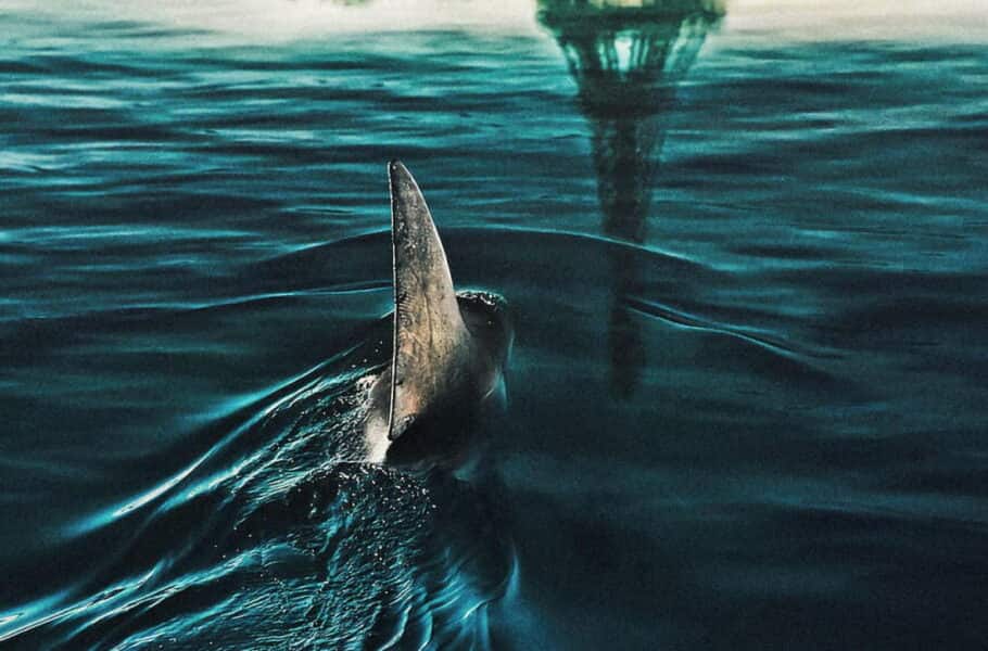 نقد فیلم Under Paris ‌| کشتار در رود سِن