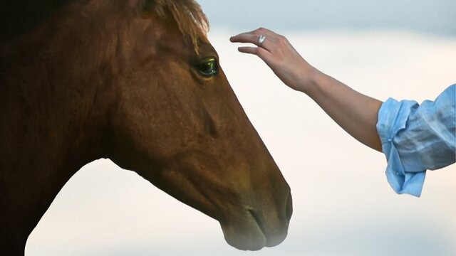 فیلم کوتاه «آخرین شیهه...» در استرالیا