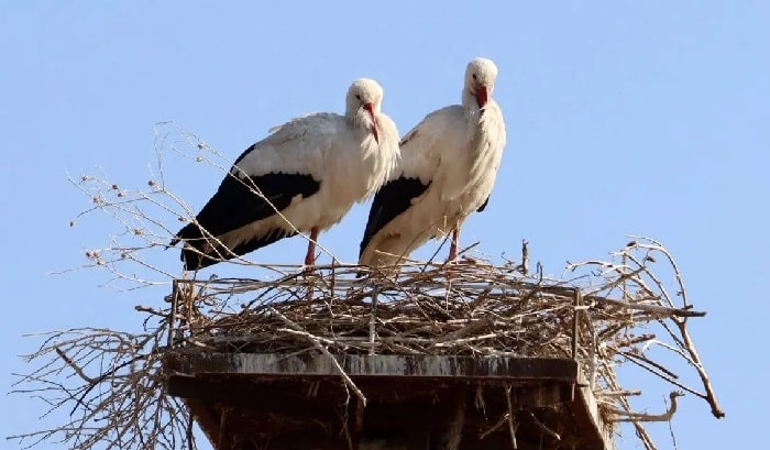 تولید مستند «خانه‌ای برای لک لک‌ها» آغاز شد