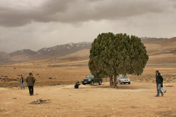 تک درخت به نام عباس کیارستمی ثبت می شود