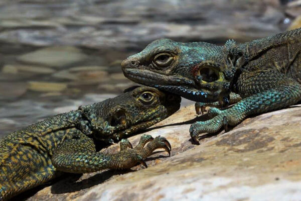 «شکارچی» به جشنواره کانادایی می‌رود