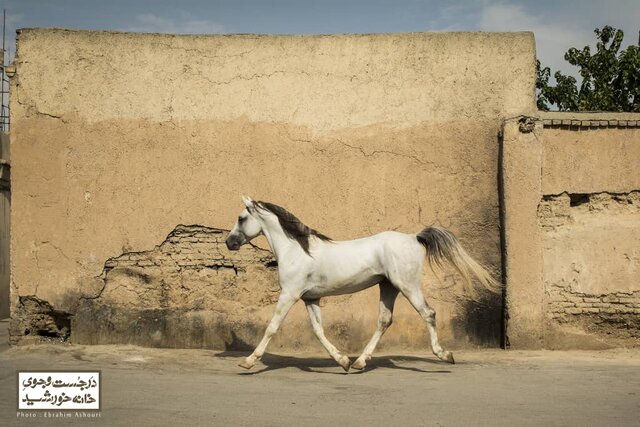  آغاز نمایش فیلمی درباره خیابان ناصر خسرو در 