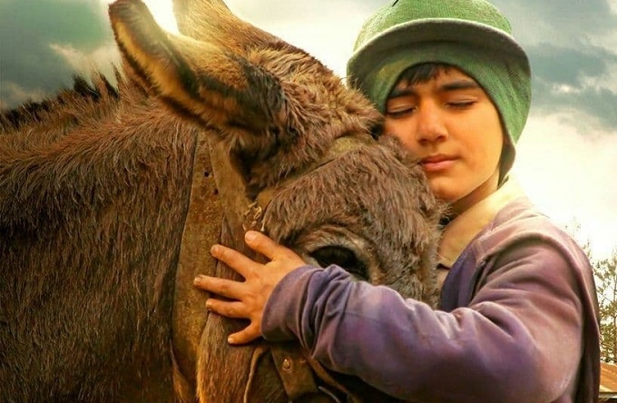 «مشمشه» هم قاچاق شد