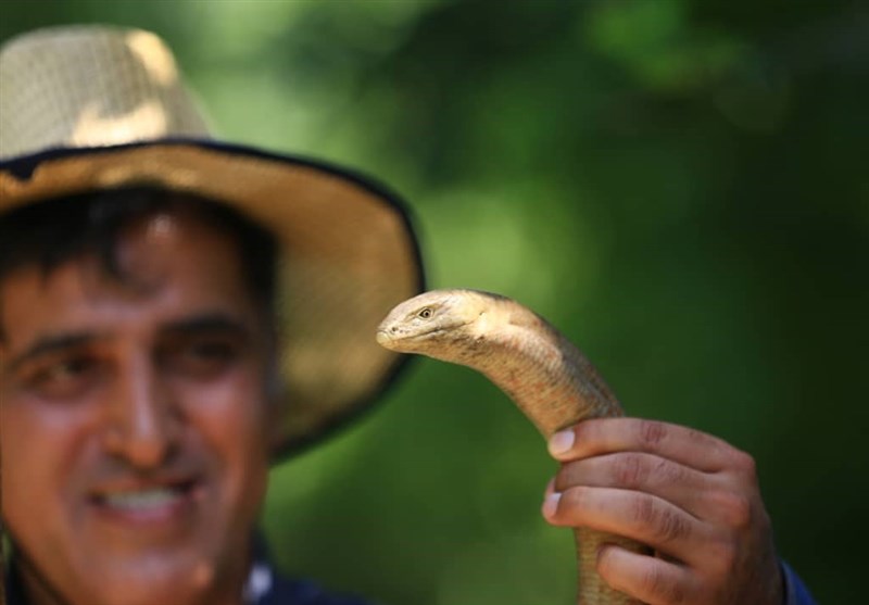 ماجرای مارهای بی‌خطر شمال ایران در مستند «پیتلوس»/ نگاهی متفاوت به یک سنت ایران باستان 