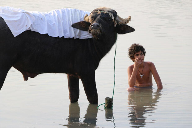 فیلم ایرانی «گاو آمریکایی» در ایتالیا 