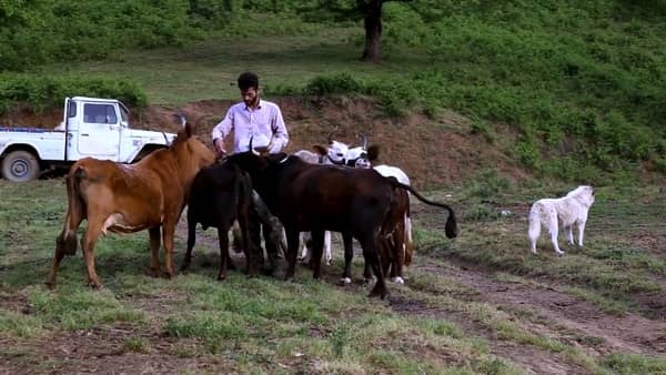 «گاوبان» و «سرگذشت آذر از زبان خودش» در ۲ جشنواره انگلستان و هند 
