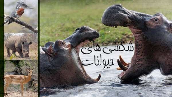  عجایب حیوانات کمتر دیده‌شده در مستند جدید تلویزیون