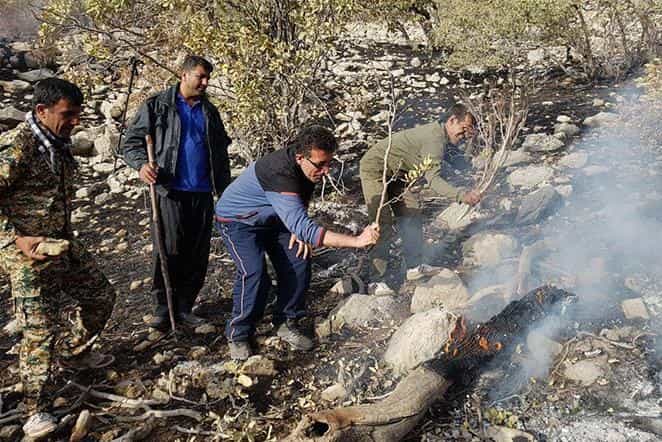 تلویزیون مستند «احتضار» را پخش نمی‌کند/ تن جنگل‌های بلوط درد می‌کند