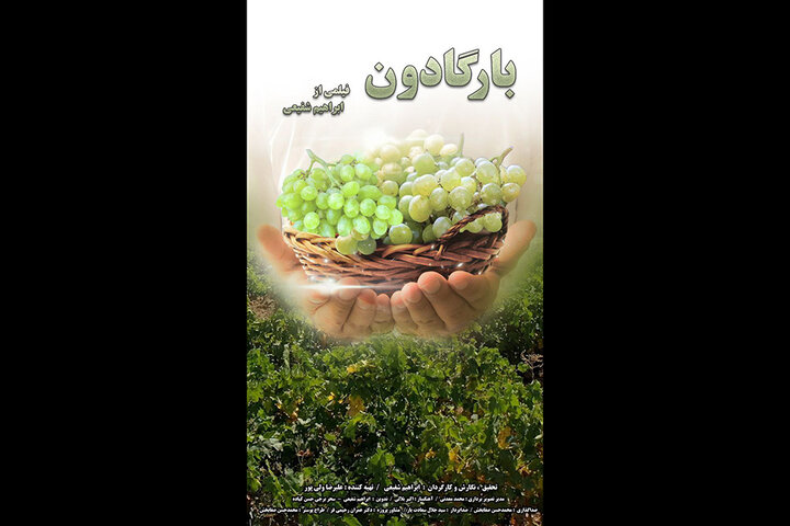 «بارگادون» آماده نمایش شد/ مستندی درباره خوشه‌چینی انگور