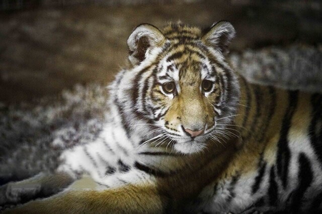 ماجرای حمله ببر به عوامل برنامه تلویزیونی به کجا رسید؟