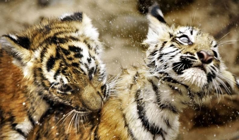 حمله ببر وحشی به تیم برنامه «در استان» در باغ وحش صفادشت 