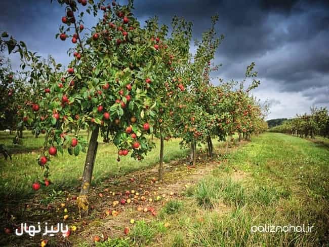 خرید نهال از نهالستان تخصصی پالیز؛ نگین سبز خاورمیانه خرید نهال از نهالستان تخصصی پالیز؛ نگین سبز خاورمیانه