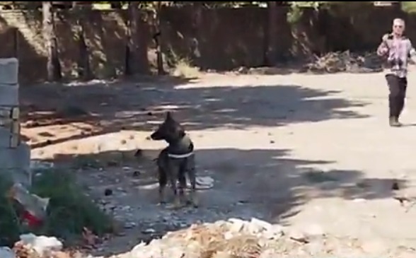 ورود سگ‌های تربیت شده پلیس به محل قتل داریوش مهرجویی و همسرش + ویدئو