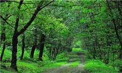 انتشار فراخوان جشنواره فیلم و عکس جنگل‌های هیرکانی