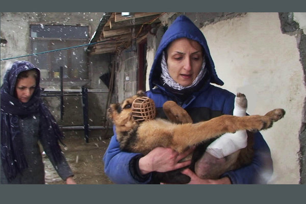 «پناهگاه» در سامانه‌های وی او دی پخش می‌شود