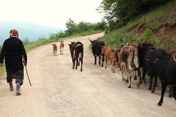 «دلبند» به بخش «ویترین جهان» جشنواره «هات‌داکس» راه یافت