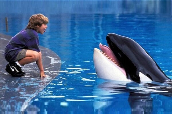 «ویلی آزاد» ۳۰ ساله شد/فیلمی که نگاه جهان به نهنگ‌ها را تغییر داد