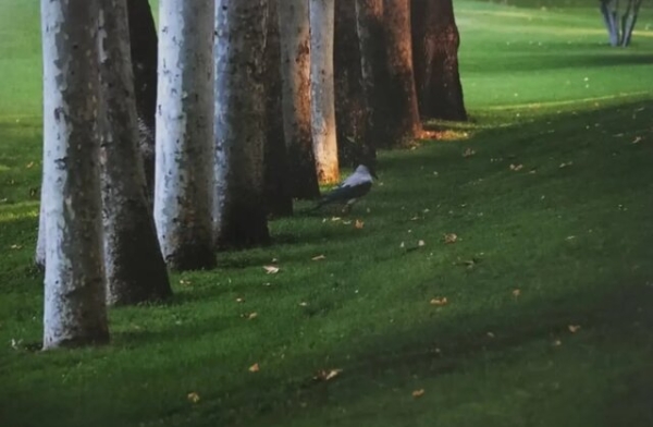 چرا عکس‌های عباس کیارستمی جهانی و پرفروش شدند؟؛ رمزگشایی از نگاه مینیمالیستی استاد