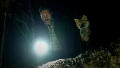 نقد فیلم The Fox